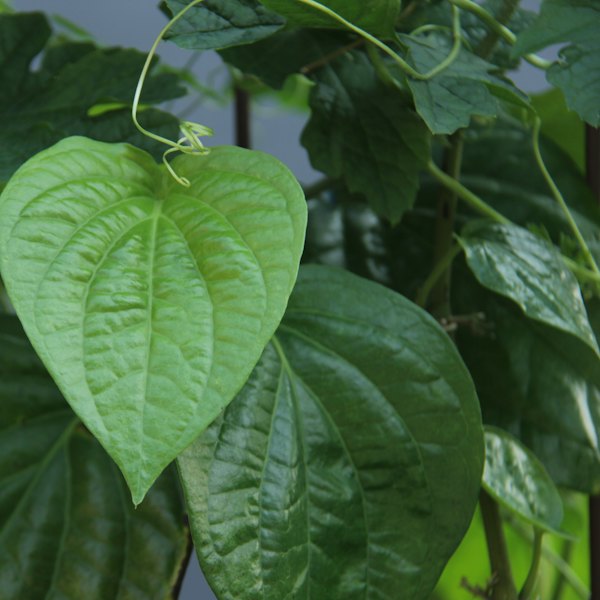 ইচলাদি পানের হাট