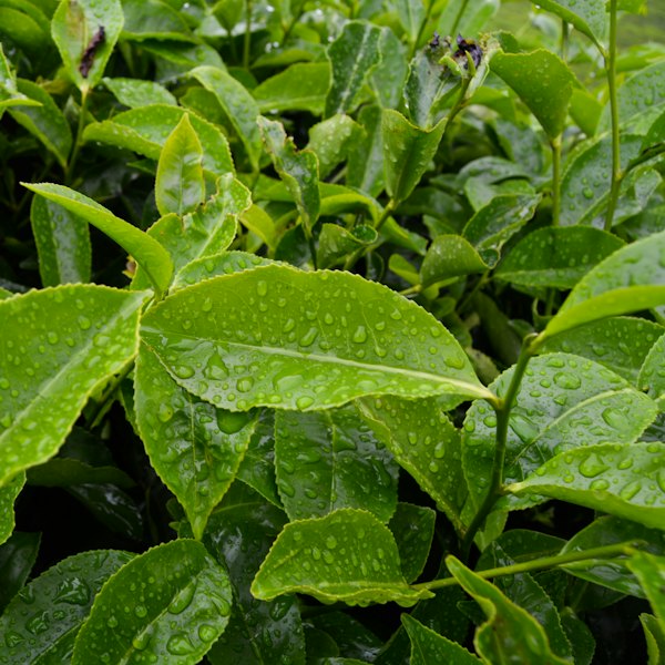 পঞ্চগড় চায়ের পাইকারি বাজার