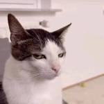 Juel Jueliya Profile Picture