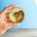 abu saiyed Profile Picture