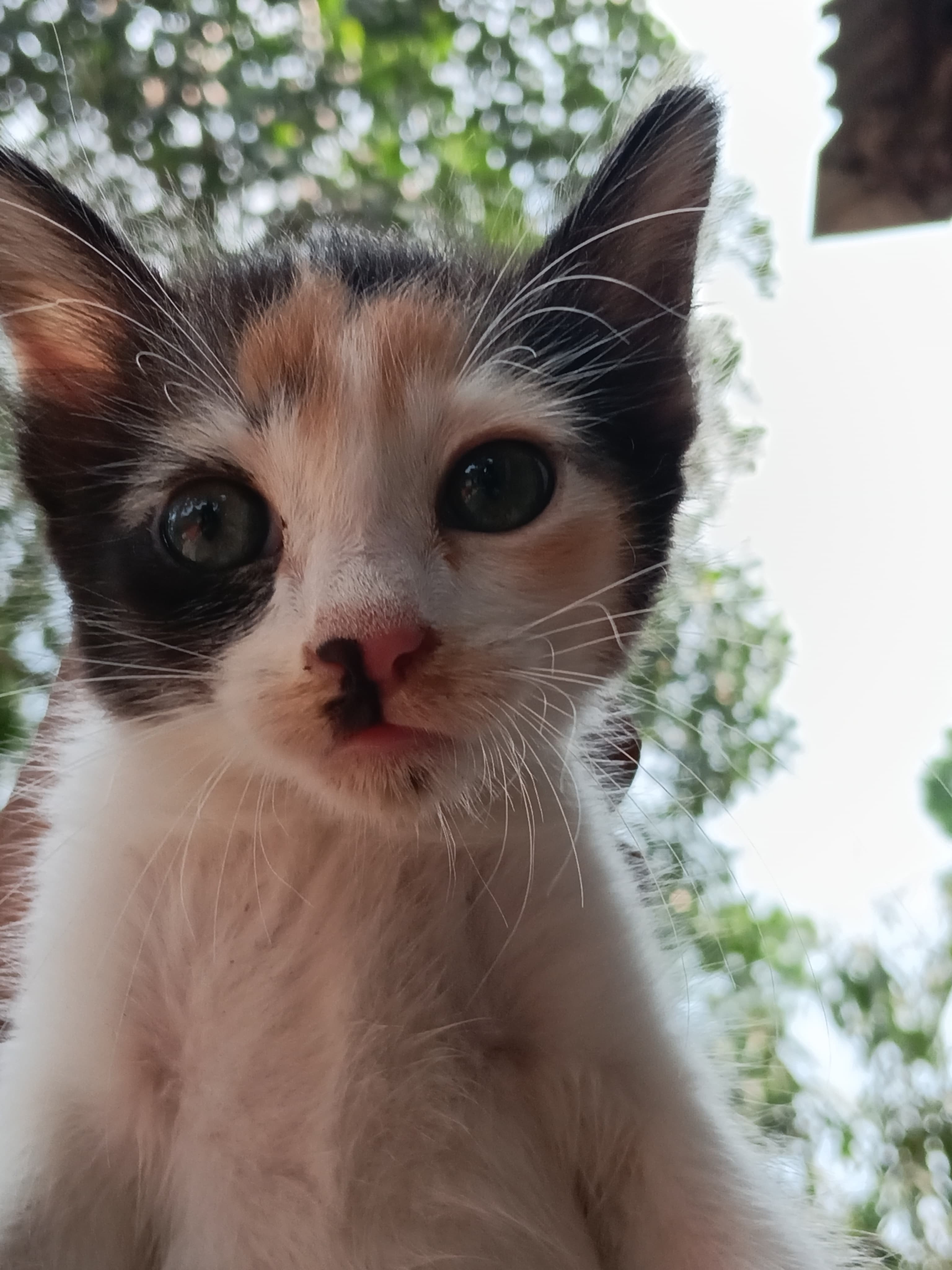 Sheik Siyam Profile Picture