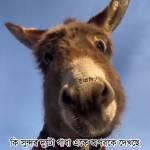 Ahamed Rajib Profile Picture